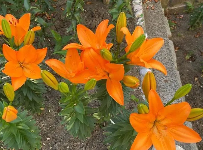 Къща за гости Satmar 3*